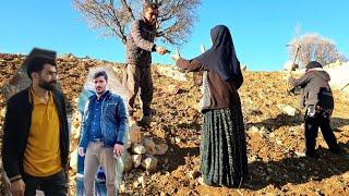 "Grandmother and Zainab went to help the farmer | Clearing the oaks and getting paid"