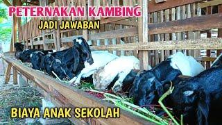 Ternak Kambing Jadi Solusi Biaya Anak Sekolah