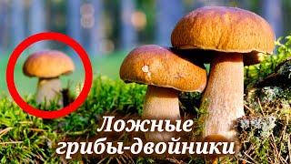 Определитель грибов. Как отличить опасные грибы от съедобных 