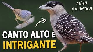 AVES da Mata Atlântica com CANTOS ESTRANHOS ou INTRIGANTES!