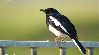 雀鳥叫聲 – 鵲鴝 Bird Calls – Oriental Magpie Robin