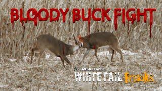 Bloody Buck Fight