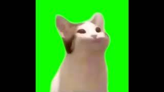 Cat Mouth Popping Noise Meme | Green Screen