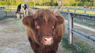 Palm Beach Gardens animal farm provides smiles to kids with special needs