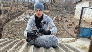 Псороптоз - лікування та профілактика.