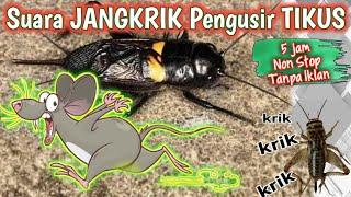 Bukan Main Suara Jangkrik Pengusir Tikus , TERBUKTI AMPUH..!! || Tanpa Iklan