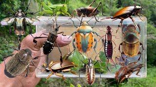 Hunting beetles‼️catch golden beetle, longhorn beetle, stag beetle, mole cricket insect, earwig, bug