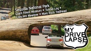 Drive thru Sequoia's Tunnel Log! Crescent Meadow, Moro Rock