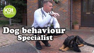 K9 whisperer - dog behavior specialist