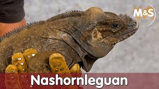 Ein Nashorn im Wohnzimmer | Nashornleguan (Cyclura cornuta) | Reptil TV