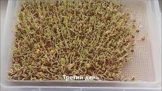 Проростки чечевицы до зелёной травки+рецепт смузи