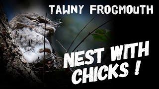 Tawny Frogmouth Nest | Part 1