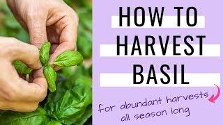How to harvest basil so it keeps growing - How to prune basil for an abundant harvest