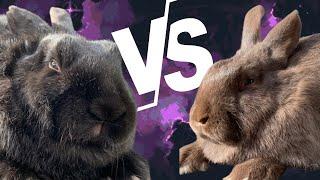 How to Evaluate Silver Fox Rabbits - WHO WILL STAY?