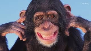 Monkey Sounds - Happy - Monkeys Laughing