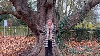 The Horse Chestnut Tree: The Conker Tree @OSTENTUM1