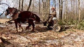 My NEW WAGON & the Hemlock Tree // Horse Drawn Rides #718