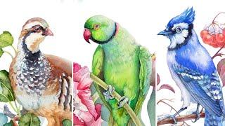 How to Paint Birds  With Watercolor