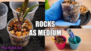 Orchids Potted in Rocks Vs. Bark Experiment #1 - Lithophyte Laelia Orchids