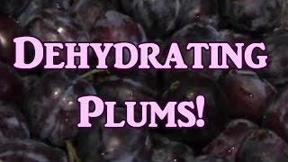 Dehydrating Plums!