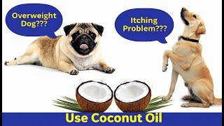 Coconut Oil:  Dog's Best Friend  Used for Joint Problems, Itching & Weight Loss