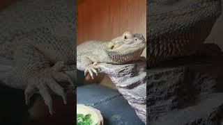 the reptile community (tiktok)