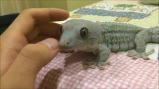 A Friendly Tokay Gecko Acting Like Leopard Gecko!