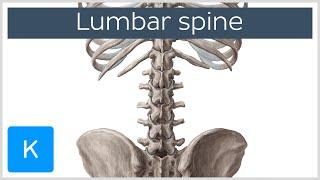 Lumbar Spine Anatomy and Function - Human Anatomy | Kenhub