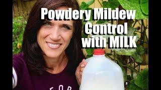 How to Control Powdery Mildew with Milk // CaliKim 2 Minute Tip