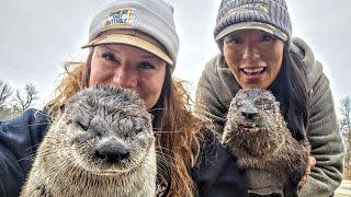 How To Make a Submerged Culvert Set For Otters