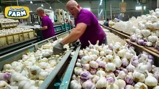 Mind-Blowing Garlic MEGA FACTORY: How Garlic is Mass Harvested And Processed!