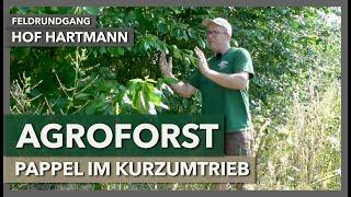 Agroforst zur Energieholzgewinnung, Pappel im Kurzumtrieb | Hof Hartmann | Feldrundgang 3