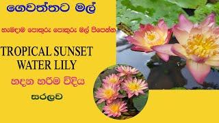 HOW TO PROPAGATE TROPICAL SUNSET WATER LILY AT HOME