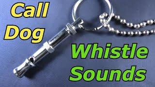 Dog Whistle Sound to Call Dog
