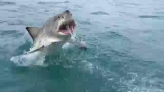 Great White Shark Breaching