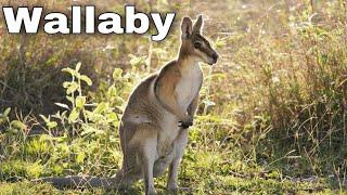 All About Wallabies. The Kangaroo is the World's Largest Hopping Animal. Facts you didn't know