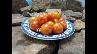 Sunrise Bumble Bee Tomato by Fred Hempel