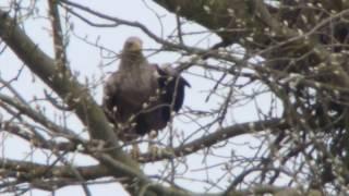 Seeadler: ad-m, ad-w und dann K4-w vom 14.4.17