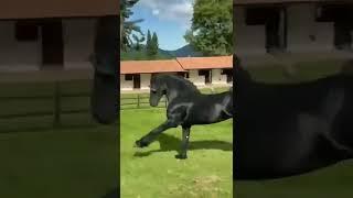 Black Beauty Horse & Dog #beautiful  #horse #dog #black #attractive #shorts