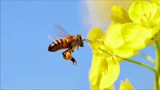 Bee Noise | Free Sound Effects | Animal Sounds