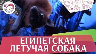 Египетская летучая собака   Содержание на ilikepet