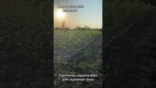 Підщепи, посаджені навесні 2024 року #питомникМаценко #черешня #садівництво #саджанці  #фермер