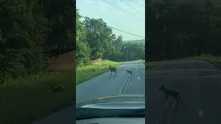 Mama deer waits for her babies #baby #love #animalbabies #ozarklife