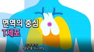 면역의 중심인 T세포의 종류와 역할들 - 면역력은 없다_면역의 진실 (KBS_756회_2020.12.09 방송)