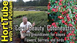 'Coral Beauty' Cotoneaster - Erosion Control, Flowers, Berries, and Birds