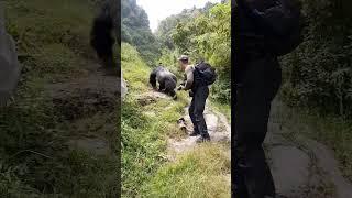 Full video of a Mountain #Gorilla passing so closely on the #photographer who almost shit his pants
