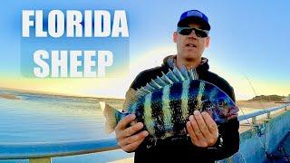 SHEEPSHEAD VACATION: Sebastian & Matanzas Inlet, Florida