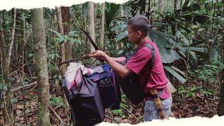 EKSPEDISI MIKAT BURUNG CUCAK IJO SUMATRA MASUK HUTAN TERDALAM BUKIT BARISAN RIAU Part 5