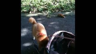 shiba inu and stroller : 柴犬