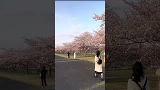 How we celebrate Hanami